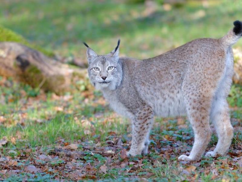 Lynx, Zoodyssée, parc animalier à Villiers-en-Bois 