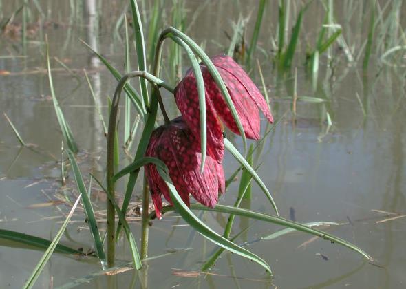 Fritillaire-pintade_ThomasLuzzato.JPG_3