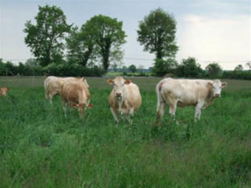 Vaches dans champ.jpg_1