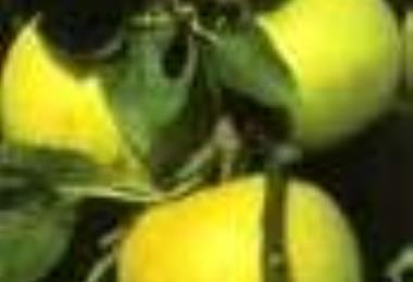 Verger des croqueurs de pommes.jpg_1