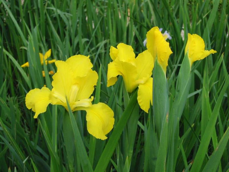 L'iris faux-acore