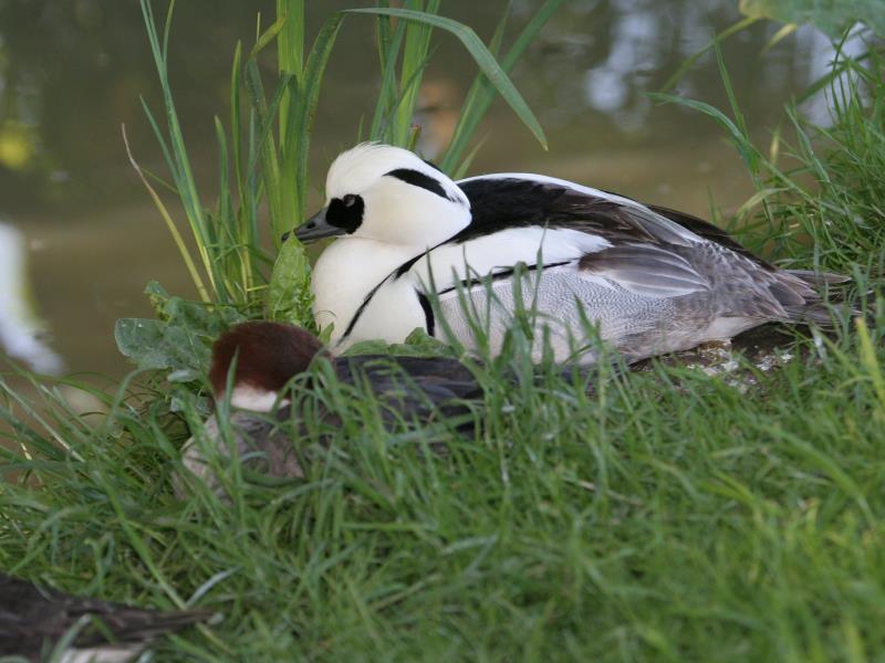 Une des 70 espèces d'oiseaux du Marais Poitevin présentes au parc