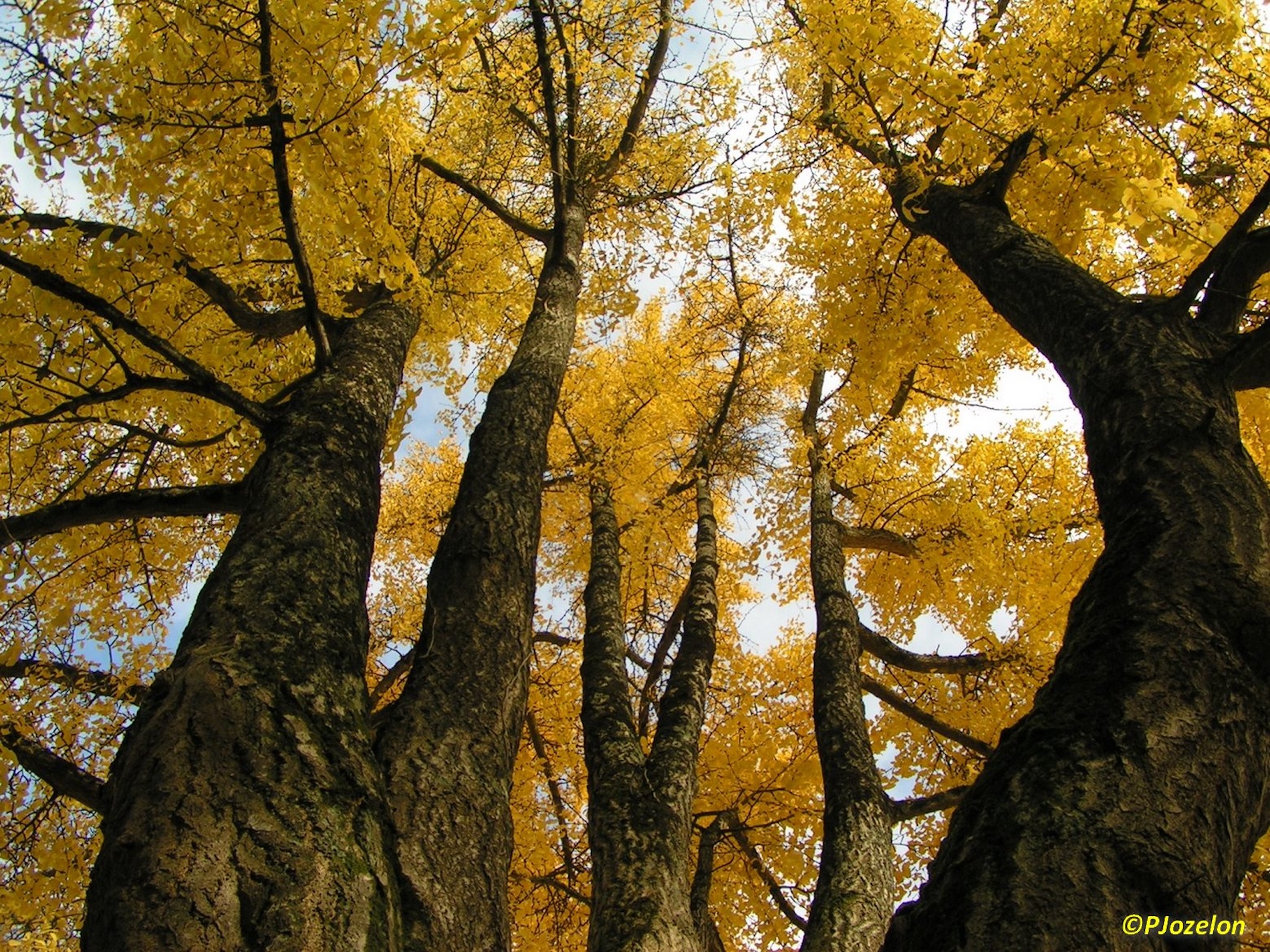 Melle, Petite Cité de Caractère