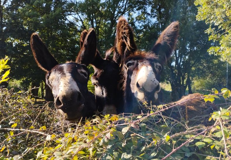 Lulue, Marcus et Kermesse