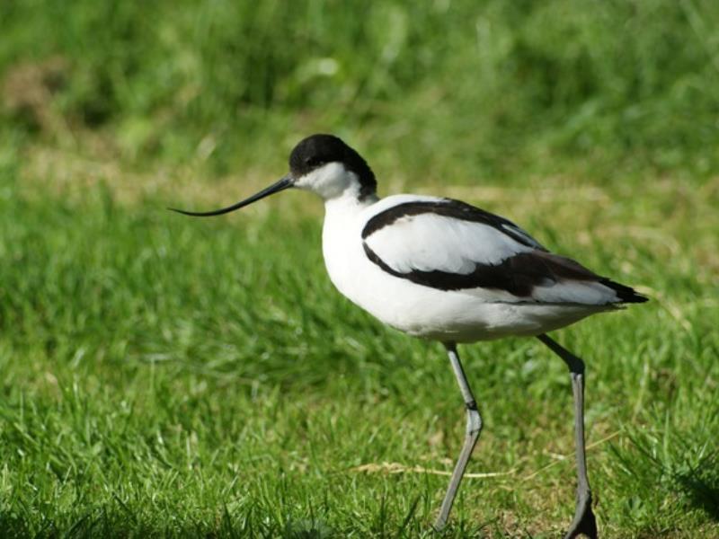 Guifette du parc ornithologique