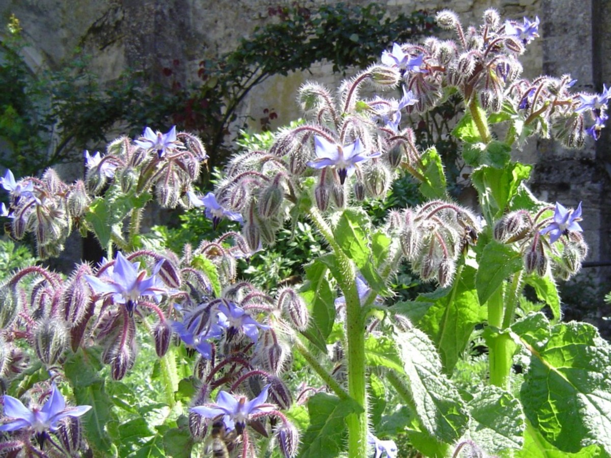 Jardin Des Plantes M Dicinales Et Verger Deux S Vres Tourisme