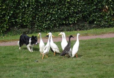 Le travail du chien de berger