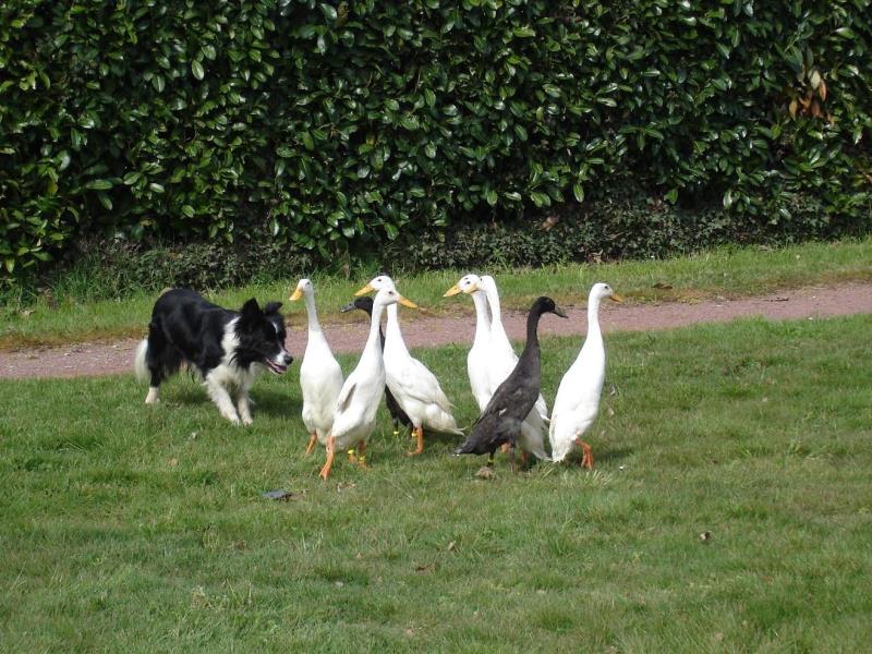 Le travail du chien de berger
