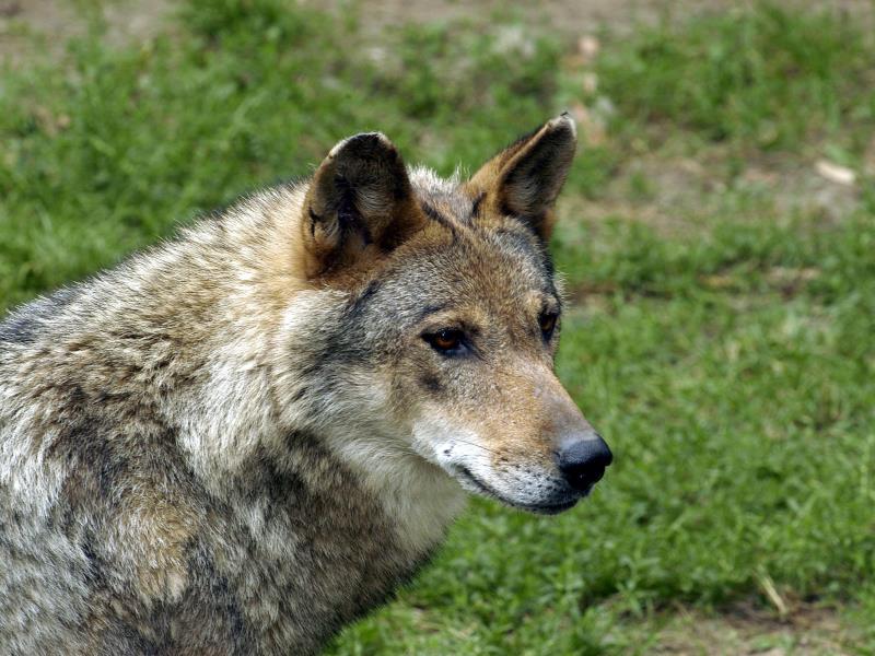 Le loup, Zoodyssée, parc animalier à Villiers-en-Bois  