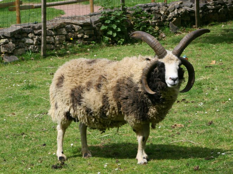 Jacob le mouton