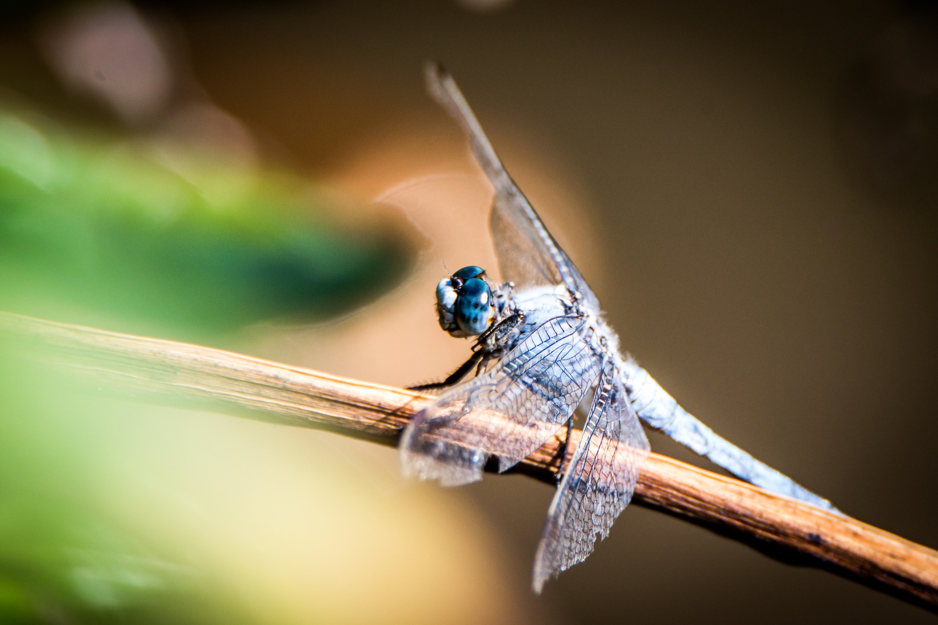 Melle, Petite Cité de Caractère