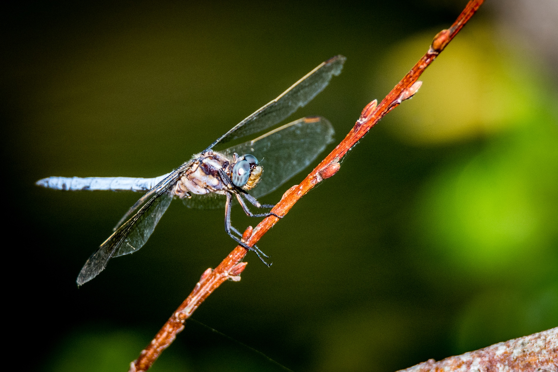 Melle, Petite Cité de Caractère