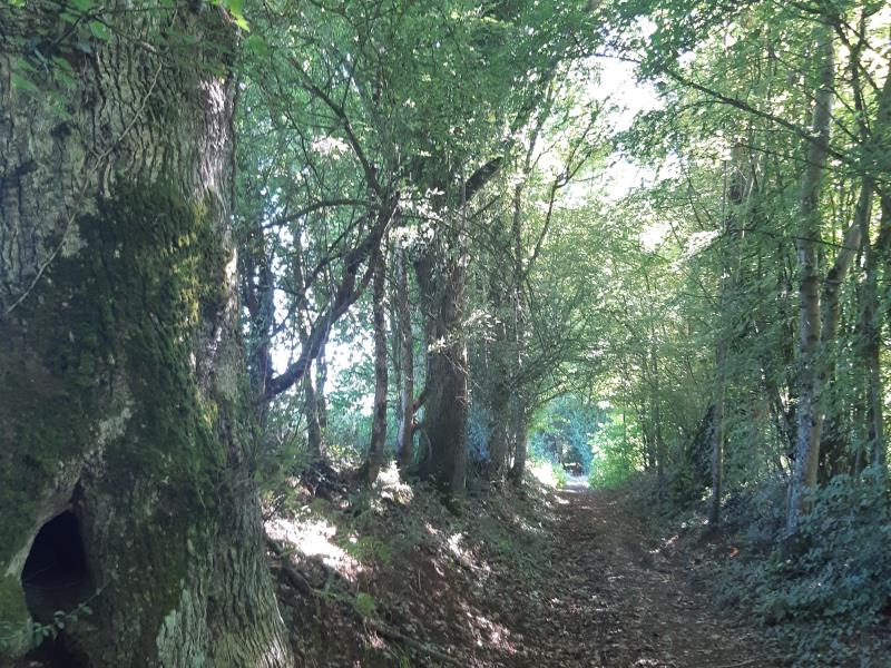 Chêne remarquable sur un sentier forestier emprunter aussi par le GR