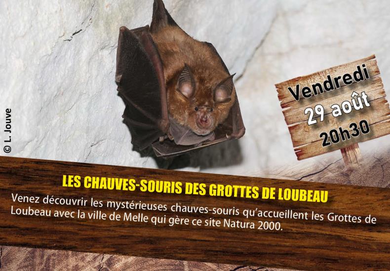Les chauves-souris des Grottes de Loubeau
