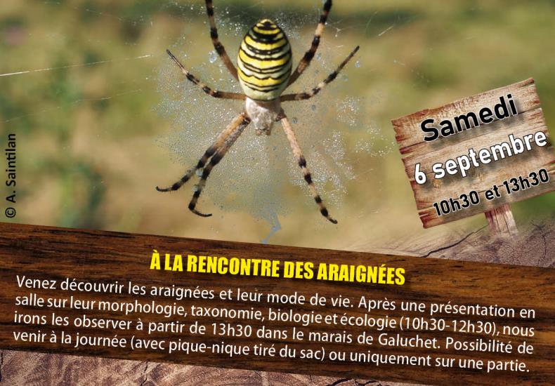 À la rencontre des araignées