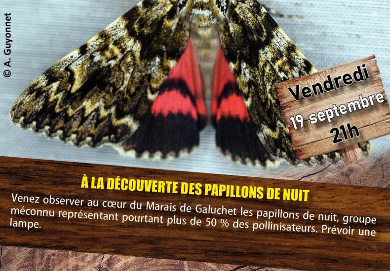 À la découverte des papillons de nuit
