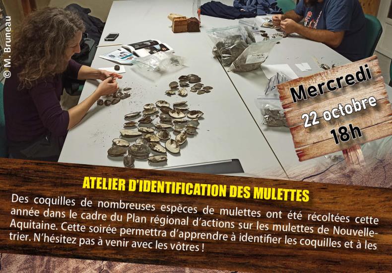 Atelier d'identification des mulettes