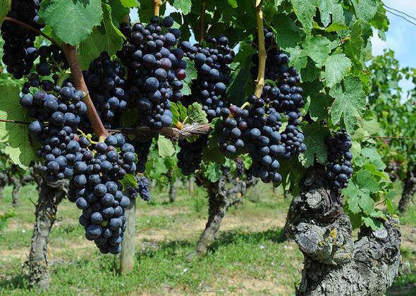 Domaine Dimes viticulteur vins degistation loretz Argenton eglise Thouarsais