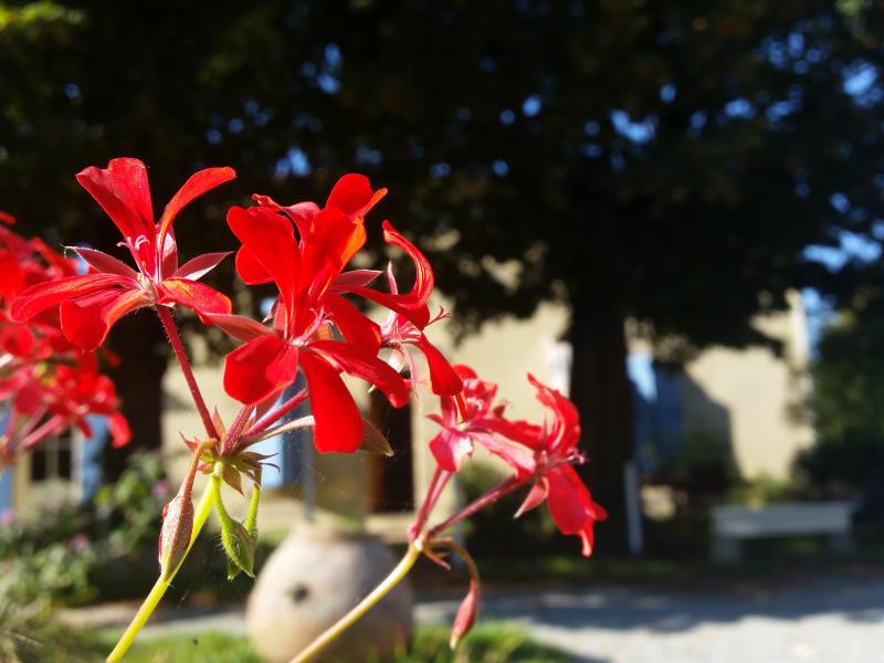 Le jardin