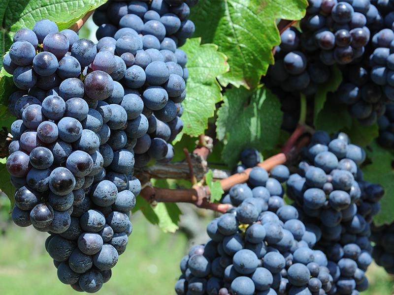 Domaine de la Gachère viticulteur Cersay Thouarsais compresse3.jpg_3