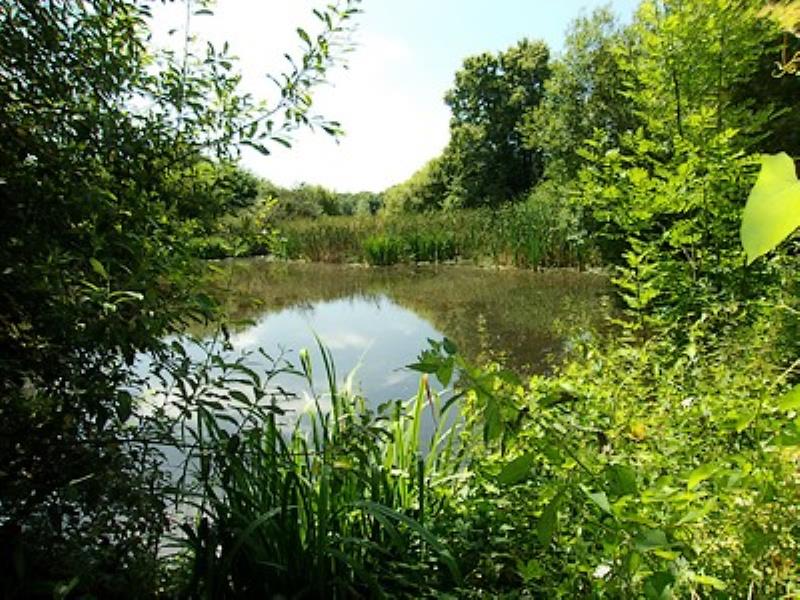 la foret sur sevre-la ferme fortifiee-etang-sit.jpg_10