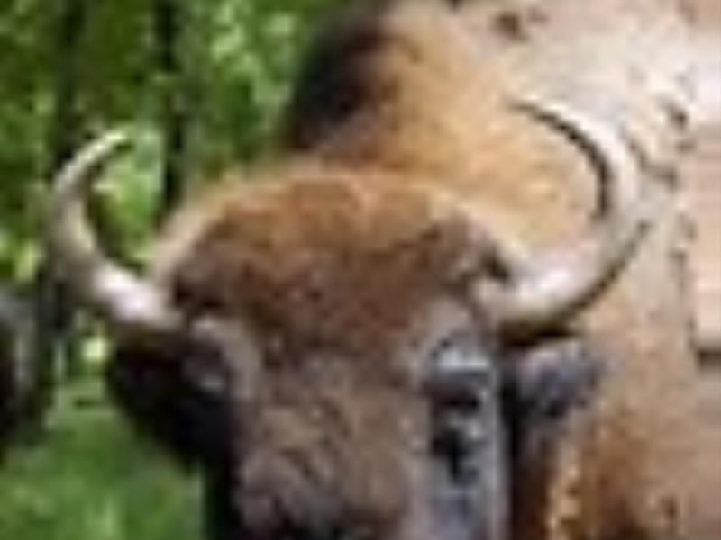 Bison au Zoodyssée à Villiers-en-Bois