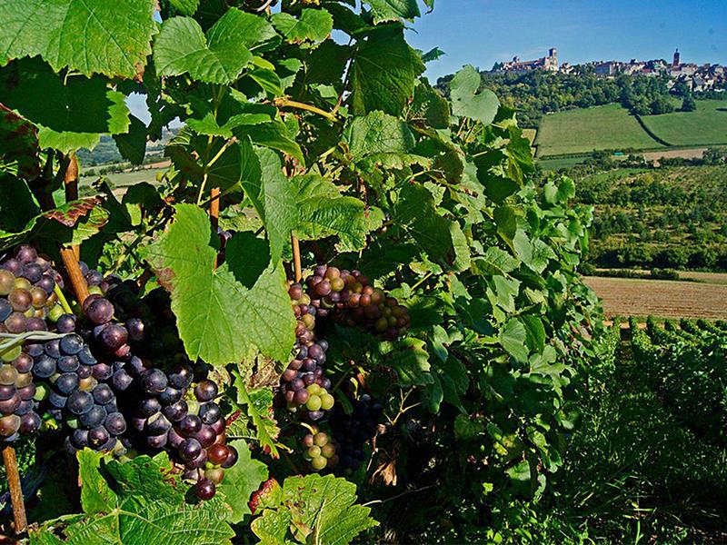 domaine des trois pierres cersay vignes saveurs terroir Thouarsais Deux Sevres 79 Nouvelle Aquitaine compress 2.jpg_2