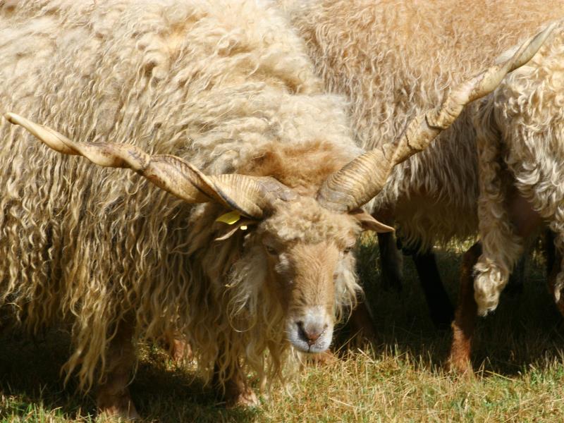 Racka Parc Mouton Village