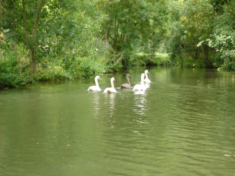 Des cygnes dans le Marais Poitevin