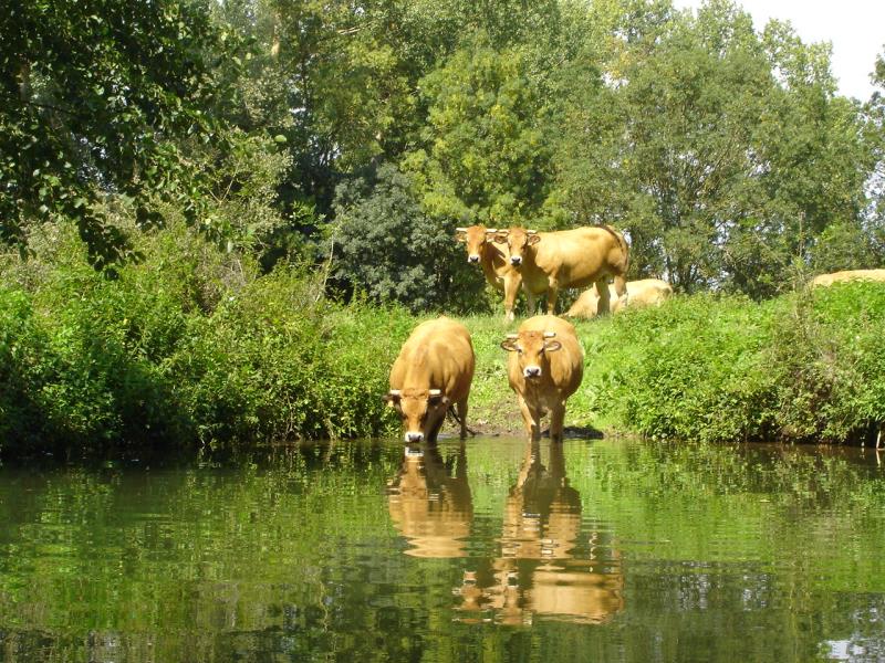 Des vaches s'abreuvant dans la Sèvre Niortaise