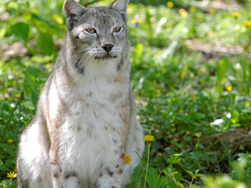 Zoodyssée - Lynx 