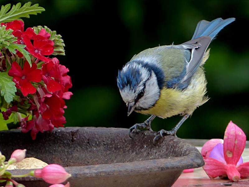 bird-2396015.jpg_1