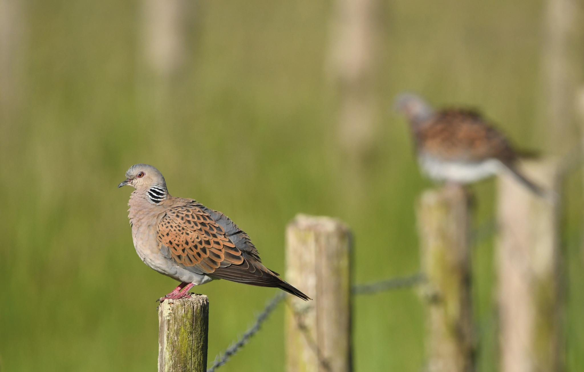 450613483_991758542959863_1242035588095612225_n