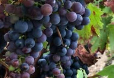 Domaine trahan vins viticulteur degustation cersay val en vignes Thouarsais