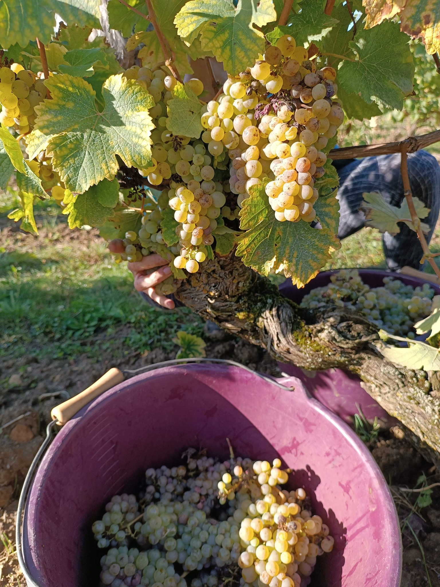 Domaine vennelles viticulteur vins degustation Oiron plaine vallees Thouarsais