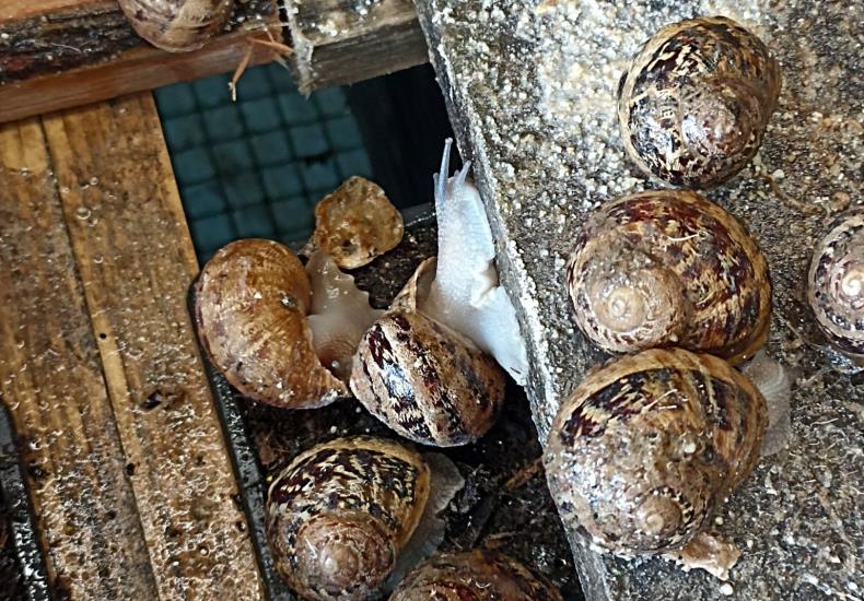 Escargots heliciculture degustation coulonges Thouarsais Deux Sevres