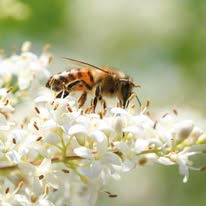 Miel forge abeilles boucoeur degustation St Varent Thouarsais
