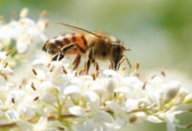 Miel forge abeilles boucoeur degustation St Varent Thouarsais