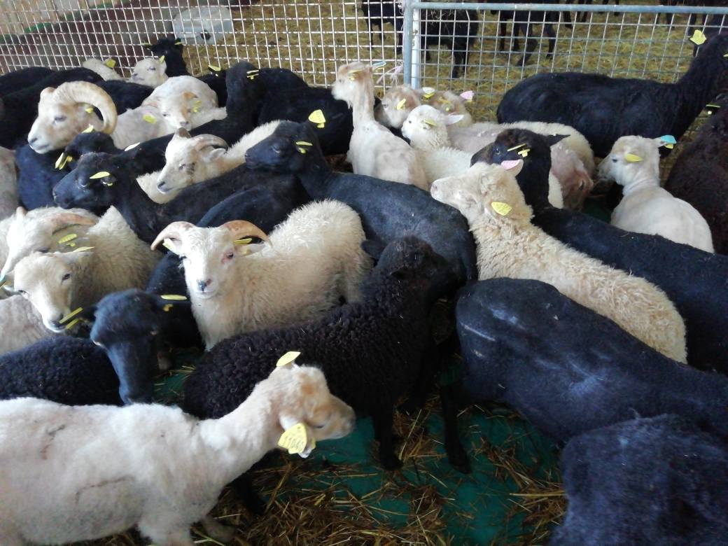 La Ferme de la Jalousie 3