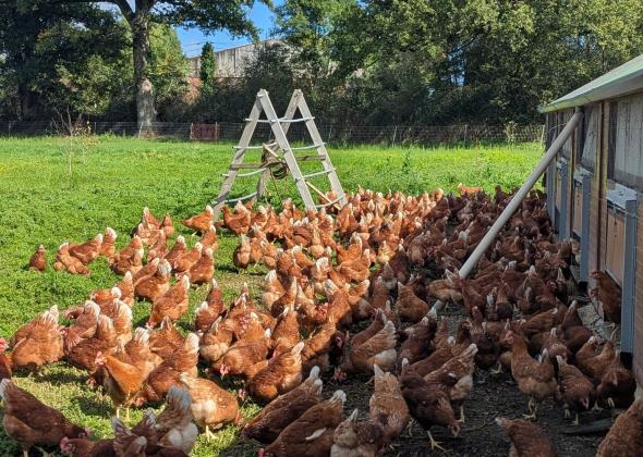 GAEC L'Orée du Village