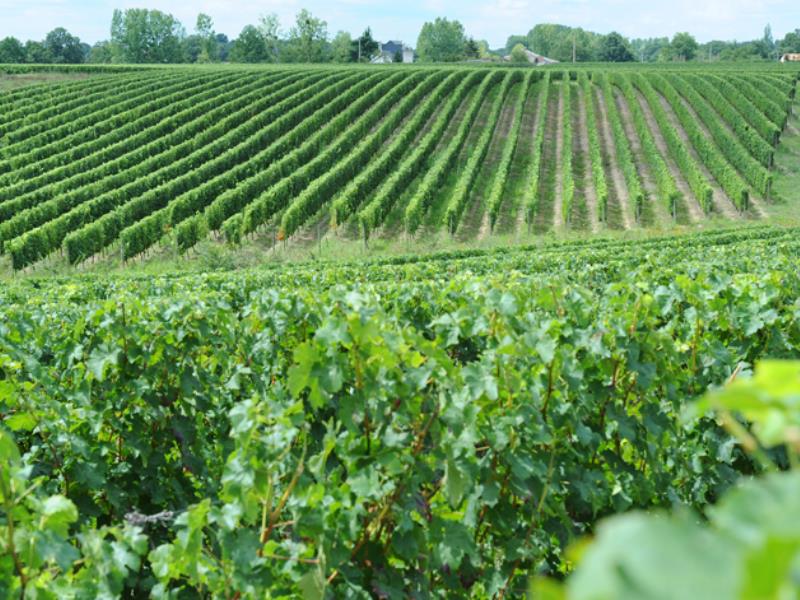 vignes thouarsais . crédits photos Philippe Wall CG79bd.jpg_3