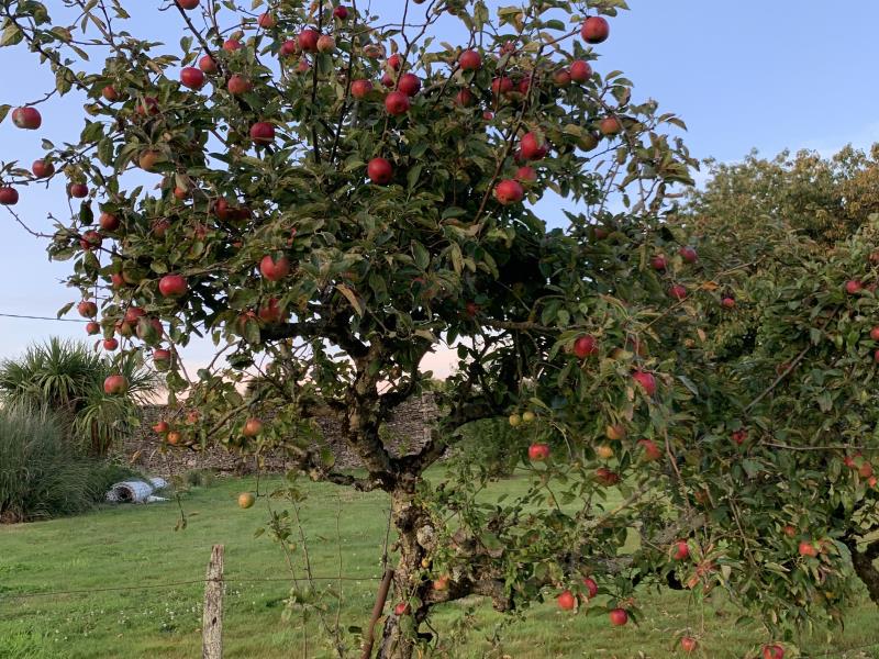 Récolte des pommes 