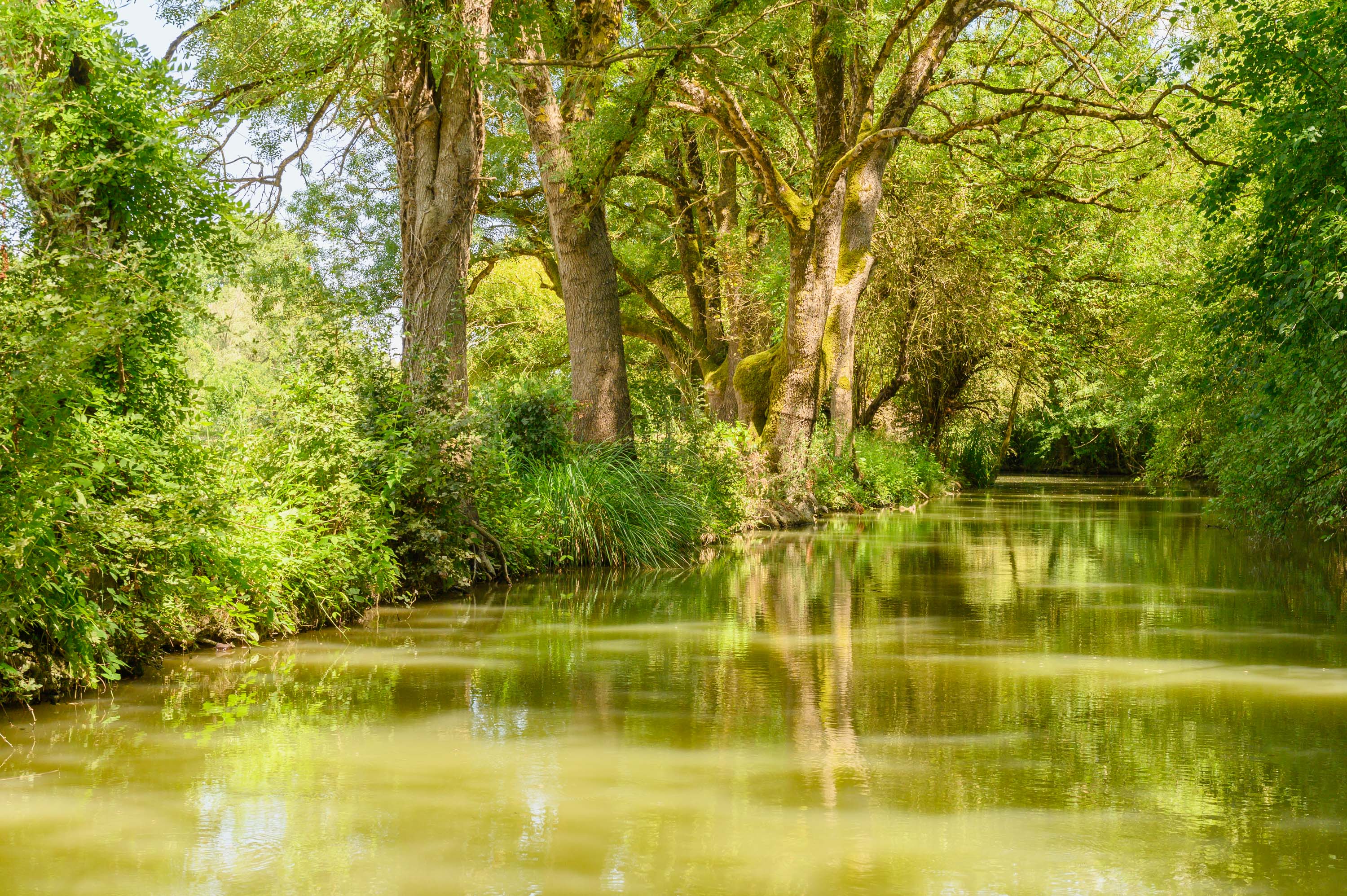 Au coeur du marais sauvage
