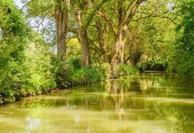 Au coeur du marais sauvage