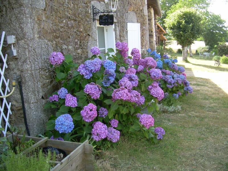 Hortensias devant le gîte