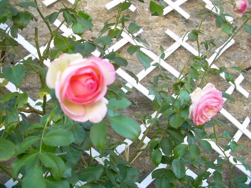 Quelques roses Pierre de Ronsard devant la grange