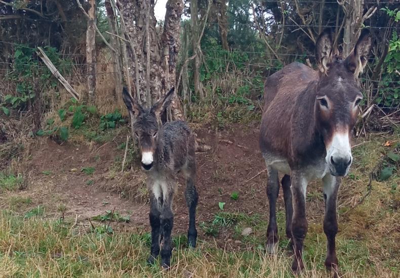 Elevage Baunel La-Chapelle-Bertrand