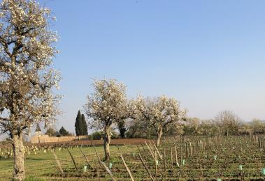 Terres blanches Viticulteur Vins bio degustation Oiron Plaine Vallees Thouarsais