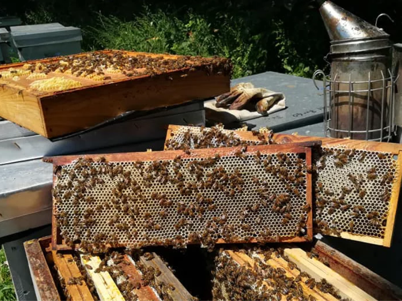Miellerie de Titelle - ruches