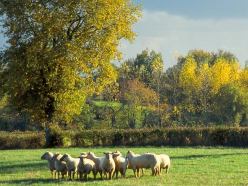 Vasles-la-ferme-de-l-abbaye